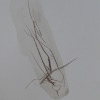 photo de dessin